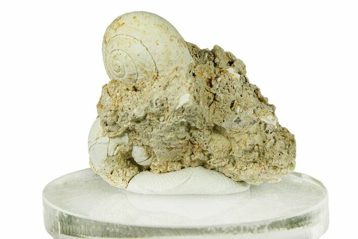 Miocene Fossil Gastropod (Helix) Cluster - France #293890